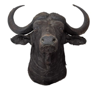 Lot 160 - Taxidermy: Cape Buffalo (Syncerus caffer),...