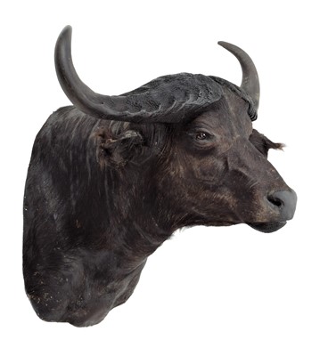 Lot 2077 - Taxidermy: Central African Savannah Buffalo...