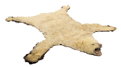 Lot 2073 - Taxidermy: Polar Bear Skin (Ursus maritimus),...