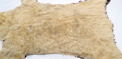 Lot 2073 - Taxidermy: Polar Bear Skin (Ursus maritimus),...