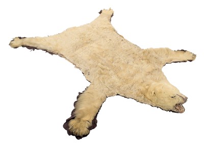 Lot 2073 - Taxidermy: Polar Bear Skin (Ursus maritimus),...