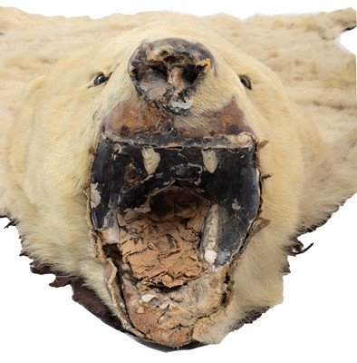 Lot 2073 - Taxidermy: Polar Bear Skin (Ursus maritimus),...