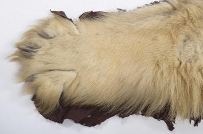 Lot 2073 - Taxidermy: Polar Bear Skin (Ursus maritimus),...