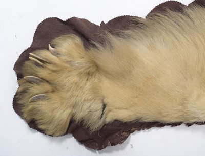 Lot 2073 - Taxidermy: Polar Bear Skin (Ursus maritimus),...