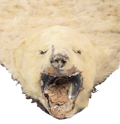 Lot 2073 - Taxidermy: Polar Bear Skin (Ursus maritimus),...