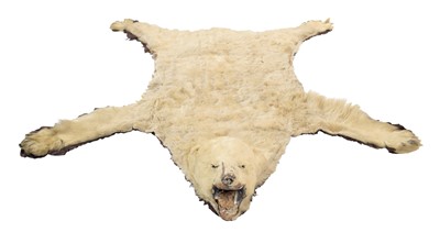 Lot 2073 - Taxidermy: Polar Bear Skin (Ursus maritimus),...