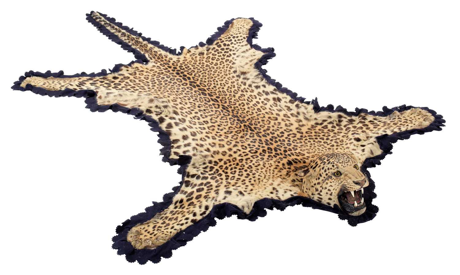 Lot 2173 - Taxidermy: Indian Leopard Skin Rug (Panthera...