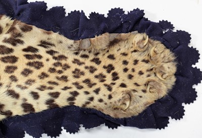 Lot 2173 - Taxidermy: Indian Leopard Skin Rug (Panthera...