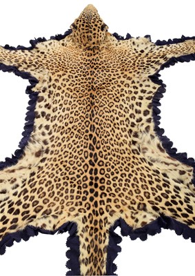 Lot 2173 - Taxidermy: Indian Leopard Skin Rug (Panthera...