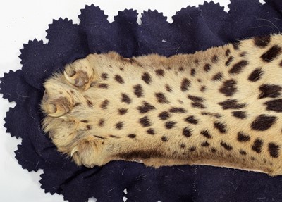 Lot 2173 - Taxidermy: Indian Leopard Skin Rug (Panthera...