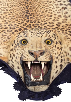 Lot 2173 - Taxidermy: Indian Leopard Skin Rug (Panthera...