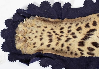 Lot 2173 - Taxidermy: Indian Leopard Skin Rug (Panthera...