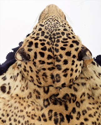 Lot 2173 - Taxidermy: Indian Leopard Skin Rug (Panthera...