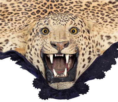 Lot 2173 - Taxidermy: Indian Leopard Skin Rug (Panthera...