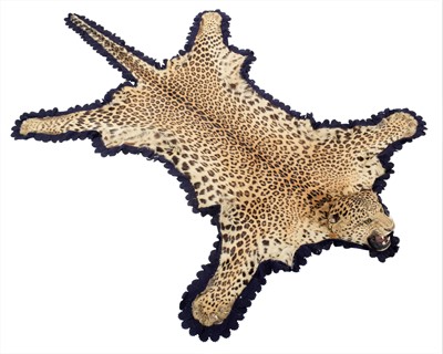 Lot 2173 - Taxidermy: Indian Leopard Skin Rug (Panthera...