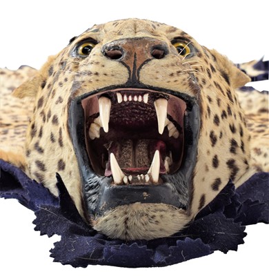 Lot 2173 - Taxidermy: Indian Leopard Skin Rug (Panthera...