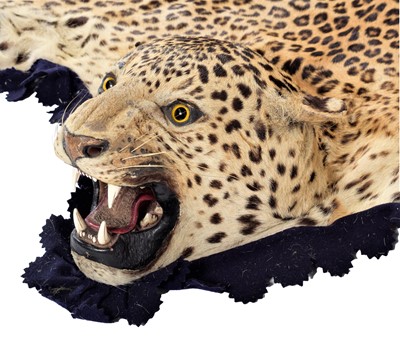 Lot 2173 - Taxidermy: Indian Leopard Skin Rug (Panthera...