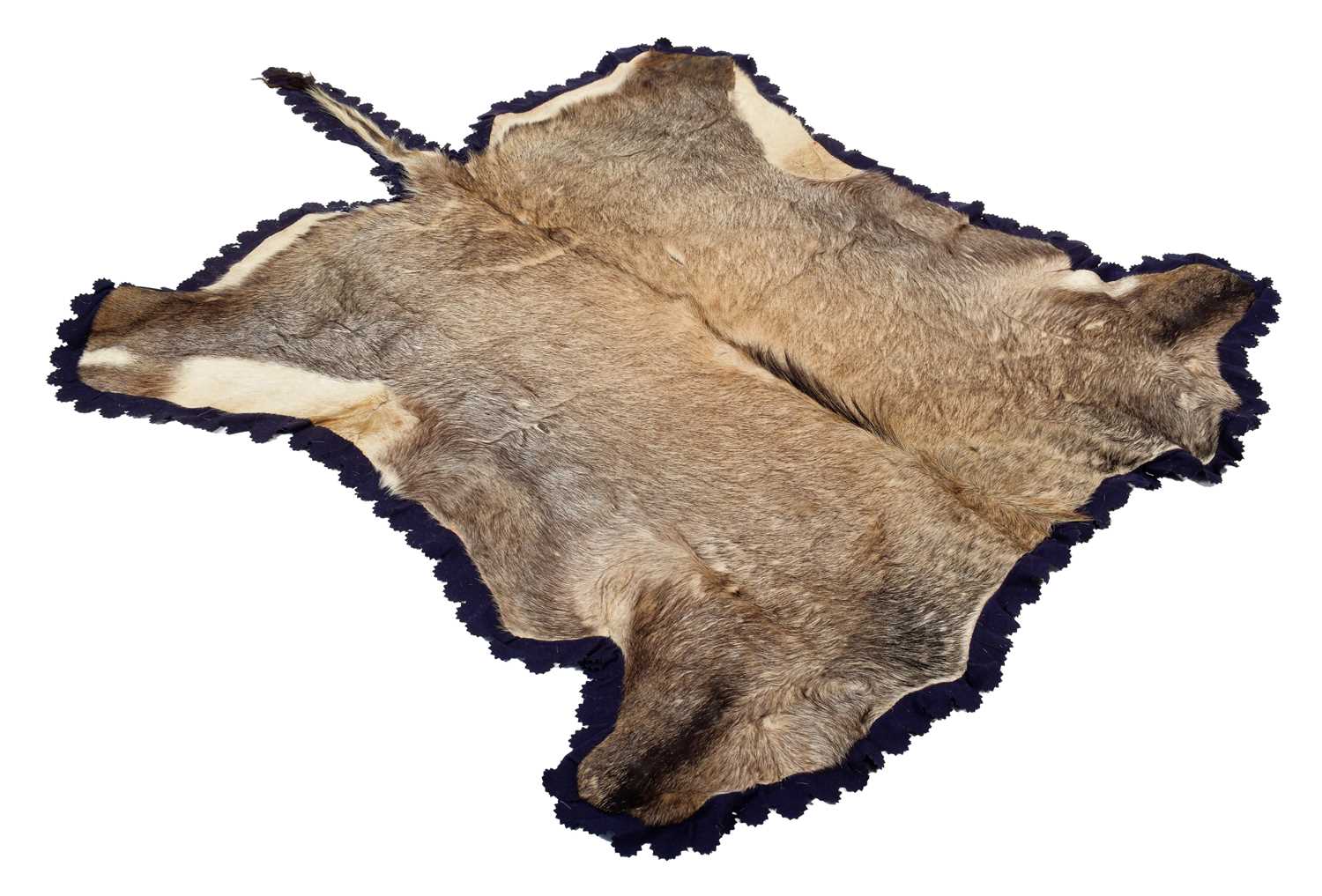 Lot 2079 - Skins/Hides: A Nilgai Antelope Hide