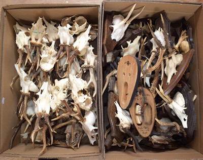 Lot 1192 - Antlers/Horns: A Large Collection of European...