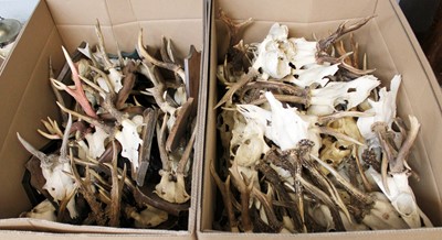 Lot 232 - Antlers/Horns: A Large Collection of European...