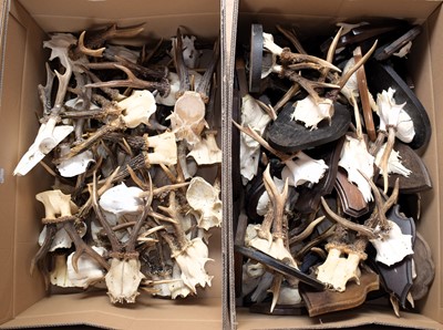 Lot 228 - Antlers/Horns: A Large Collection of European...