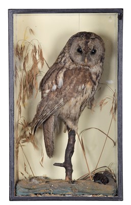 Lot 1312 - Taxidermy: A Late Victorian Cased Tawny Owl...