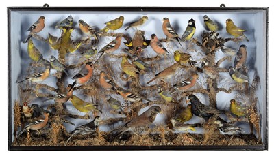 Lot 1344 - Taxidermy: A Late Victorian Display of British...