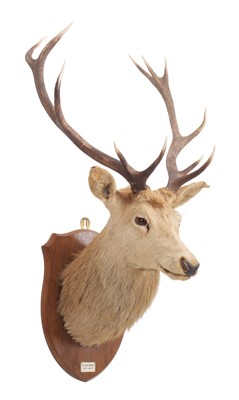 Lot 2113 - Taxidermy: A Scottish Red Deer Stag (Cervus...