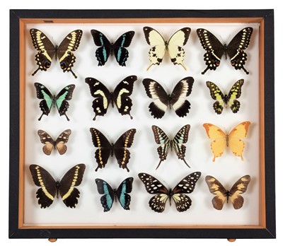 Lot 2104 - Entomology: A Single Glazed Display of...