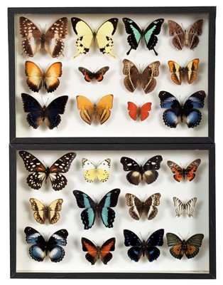 Lot 2097 - Entomology: A Pair of Glazed Displays of...