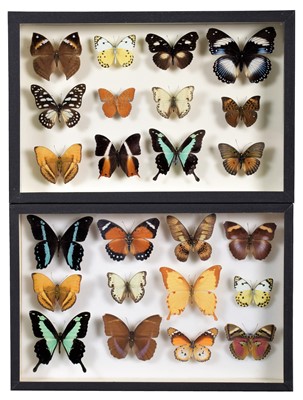 Lot 2106 - Entomology: A Pair of Glazed Displays of...