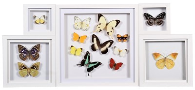 Lot 2099 - Entomology: A Group of Framed Tropical...