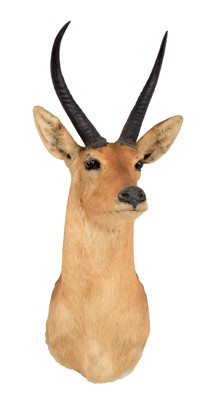 Lot 2086 - Taxidermy: Southern Common Reedbuck (Redunca...