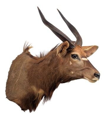 Lot 2270 - Taxidermy: Lowland Nyala (Nyala angasii),...