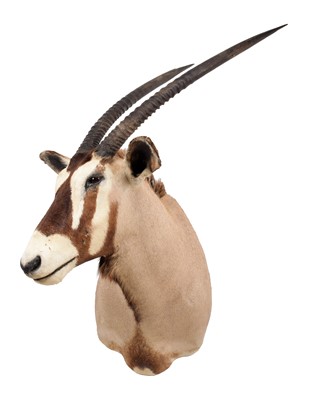 Lot 2088 - Taxidermy: Gemsbok Oryx (Oryx gazella), circa...