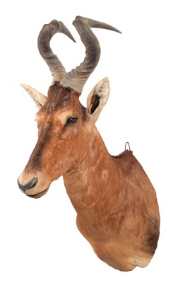 Lot 2010 - Taxidermy: Cape Red Hartebeest (Alcelaphus...