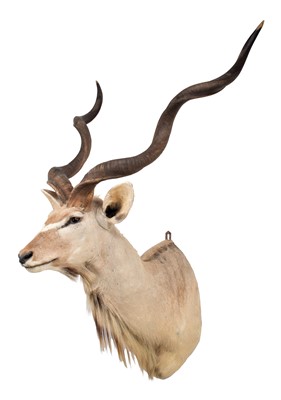 Lot 1234 - Taxidermy: Cape Greater Kudu (Strepsiceros...