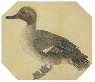 Lot 556 - * Shaw (19th Century) Study of a duck Mixed...