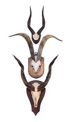 Lot 2162 - Antlers/Horns: A Group of Game Trophy Horns,...