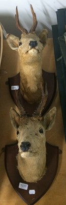 Lot 1231 - Taxidermy: A Pair of European Roebuck neck...