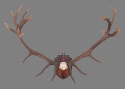 Lot 2271 - Antlers/Horns: A Set of Large European Red...