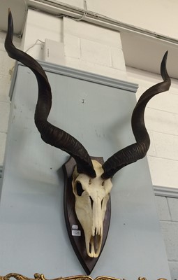 Lot 1226 - Antlers/Horns: Cape Greater Kudu (Tragelaphus...