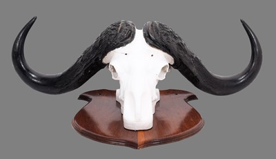 Lot 2110 - Antlers/Horns: Southern Cape Buffalo Horns on...