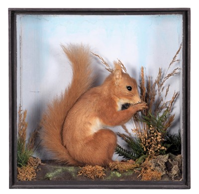 Lot 2256 - Taxidermy: A Late Victorian Cased Red Squirrel...