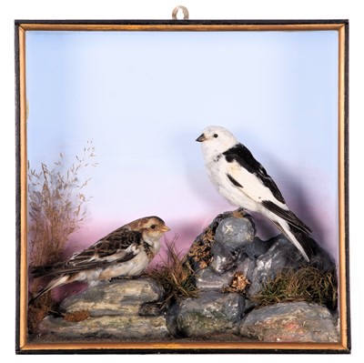 Lot 2243 - Taxidermy: A Cased Pair of Snow Buntings...