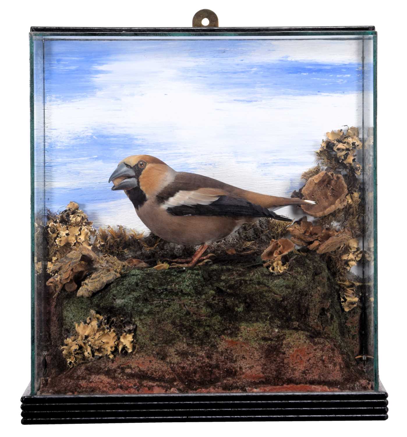 Lot 2193 - Taxidermy: A Cased Hawfinch (Coccothraustes...