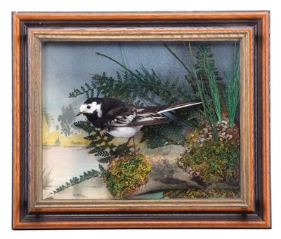 Lot 2181 - Taxidermy: A Wall Cased Pied Wagtail...