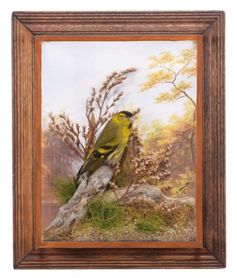 Lot 2288 - Taxidermy: A Wall Cased Siskin (Carduelis...