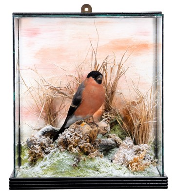 Lot 2130 - Taxidermy: A Cased Eurasian Bullfinch...