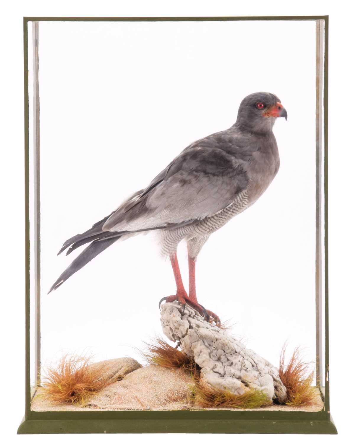 Lot 2252 - Taxidermy: A Cased Pale Chanting Goshawk...